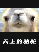 天上的骆驼封面图